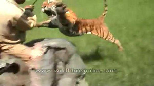 Clip: Hổ tấn công người và voi giữa cánh đồng