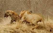 Sư tử đực giải cứu ngoạn mục 2 con cái trong vòng vây linh cẩu