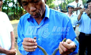 Xem cảnh ‘dị nhân’ ngoài biển nhai sống rắn hổ mang