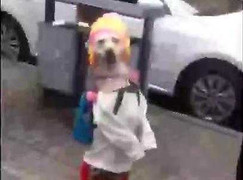 Kinh ngạc chú chó mặc váy, đi 2 chân như người