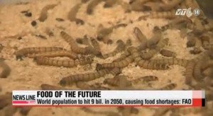 Côn trùng sẽ là món ăn thời thượng trong tương lai