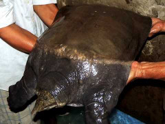 Cua đinh nặng 23,5 kg vướng câu ngư dân