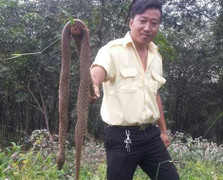 Đi xe hơi chở hơn 100 con rắn thả trộm trong khu dân cư