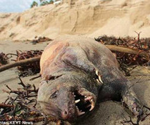Những 'quái vật biển' ghé thăm đất liền gây sợ hãi năm 2014