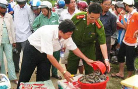 Thương lái Trung Quốc mua tôm tạp chất: Âm mưu hiểm?