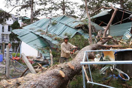 Cây thông cao 30m bật gốc, 4 người bị thương