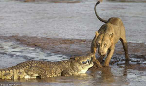 Clip: Cá sấu táo tợn lên bờ, cướp mồi sư tử