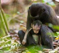 Cảm động cảnh khỉ cứu bạn bị điện giật