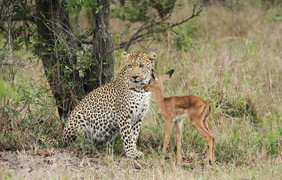 Chuyện lạ: Đàn báo đốm âu yếm chơi đùa với linh dương con