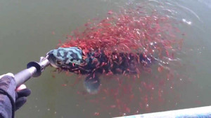 Cảm động cảnh cá mẹ mắc câu, cả ngàn cá con lao vào cứu