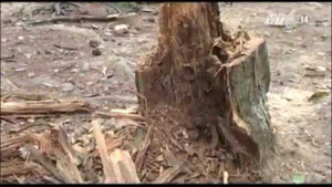 Clip: Cây cổ thụ đổ, 4 người bị thương nặng