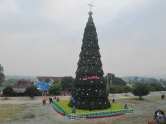 Cây thông 'siêu khủng' cao bằng nhà 10 tầng ở Nghệ An