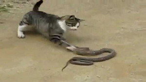 Clip: Mèo liều lĩnh ác chiến với rắn