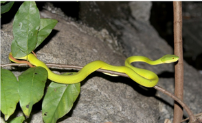 Thả trộm 100 con rắn vào khu dân cư: Chuyên gia lên tiếng