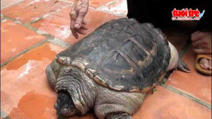 Rùa lạ mọc đuôi như cá sấu ở Việt Nam