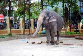 Cháu bé 13 tuổi bị voi đoàn xiếc giẫm chết