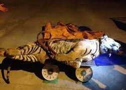 Bắt quả tang chở hổ đông lạnh đi tiêu thụ