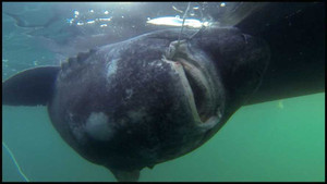 Câu được 'quái vật' cá mập 200 tuổi, nặng 600kg