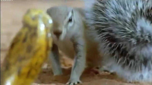 Clip: Sóc đất cả gan trêu ngươi rắn hổ mang