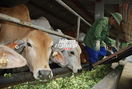 Chuyện cao bồi chăn bò Úc ở Ninh Bình