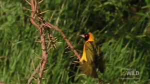 Clip: Chim sâu tấn công rắn