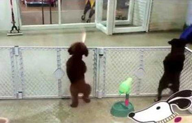 'Vũ công chó' nhảy theo nhạc điệu nghệ