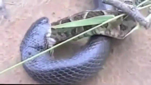Clip: Rắn nuốt chửng trăn ngoạn mục