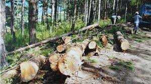 Đắk Nông: Đình chỉ một loạt cán bộ để mất rừng