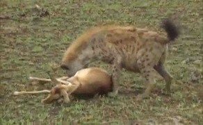 Linh dương giả chết lừa báo và linh cẩu ngoạn mục