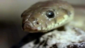 Clip: Rắn chết thảm dưới móng vuốt đại bàng