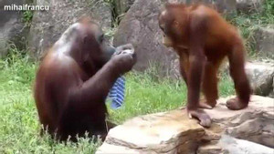 Những con khỉ đáng yêu nhất năm 2014