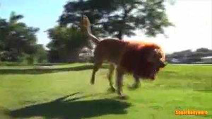 Hài hước chó giả sư tử khiến ai cũng sợ hãi