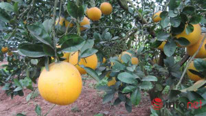 Bưởi Diễn hét giá trăm ngàn mỗi quả tại vườn