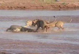 Clip: Cá sấu đại chiến 3 sư tử