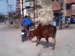 Clip: Đi xe máy bị 4 con bò điên cuồng truy đuổi