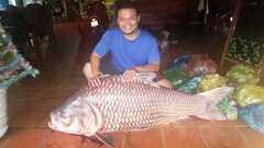 Ngư dân Đồng Tháp bắt được cá hô nặng 90 kg