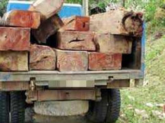 Lâm tặc lái xe tải đâm chết cán bộ kiểm lâm