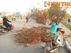 Đào Nhật Tân giá chát bán sớm đón tết Dương lịch