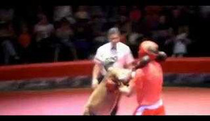 Cuộc đấu gay cấn giữa kangaroo và võ sĩ quyền anh