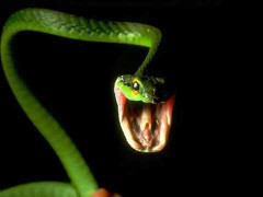 Clip: Cú quăng mình nuốt trọn con mồi của rắn độc