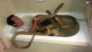 Rùng mình clip tắm chung với 2 con rắn hổ mang chúa