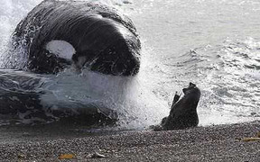 Clip: Sư tử biển bị cá voi truy sát nghiệt ngã