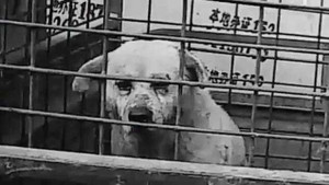 Kinh hoàng công nghệ giết chó lột da làm găng tay, quần áo ở Trung Quốc