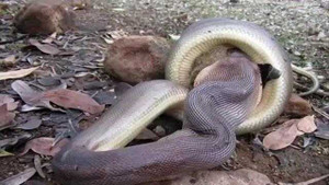 Clip: Rắn 'khủng' nuốt chửng chuột túi trong công viên