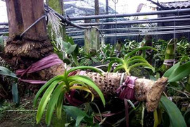 Lan bám ngọn tre, nhà vườn thu tiền tỷ mùa Tết