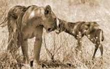 Clip: Sư tử cái nhận linh dương làm con nuôi