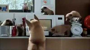 Cuộc sống 'xa hoa' không tưởng của gia đình chó