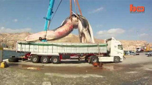 Cận cảnh di chuyển xác cá voi khổng lồ nặng 35 tấn