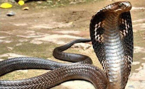 Clip: Hổ mang chúa 18 tuổi có lượng nọc độc 'khủng'