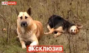 Clip: Chú chó canh xác bạn gái suốt 1 tuần khiến dân mạng xúc động